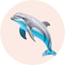 Real Dolphin