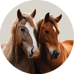 Real Horse 3
