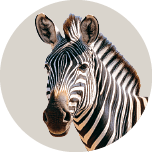 Real Zebra 1